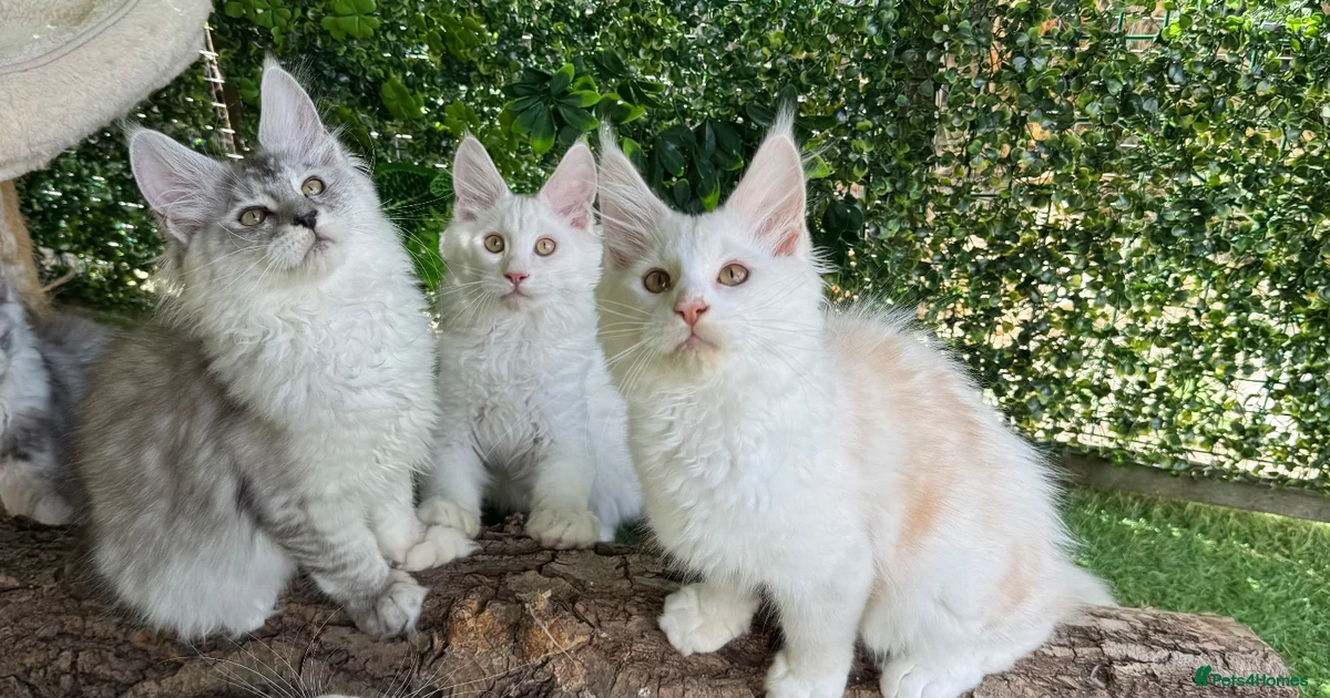 Kittens For Sale In West Midlands Pets4Homes kittens-for-sale-in-west-midlands-pets4homes