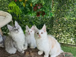 Maine Coon cats 🌟🌟Amazing Kittens Maine Coon 🌟🌟 - Advert 2