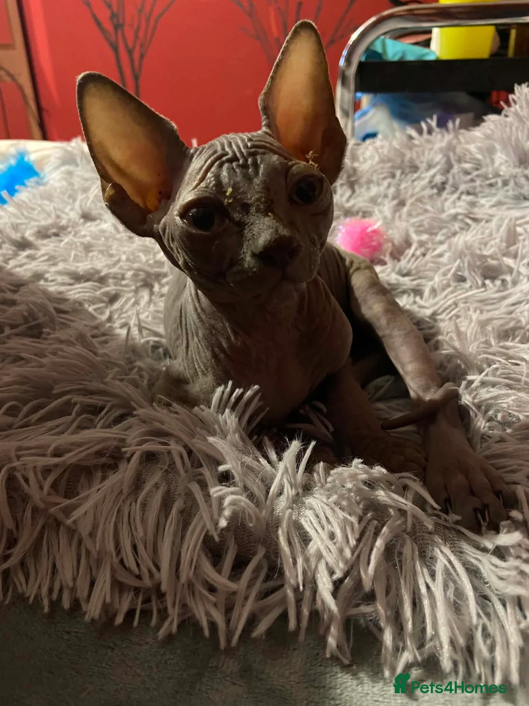 Sphynx cats for sale: Very loving Blue Sphynx Boy - Advert 6