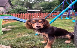Cocker Spaniel dogs for sale: Cocker spaniel  - Image 1