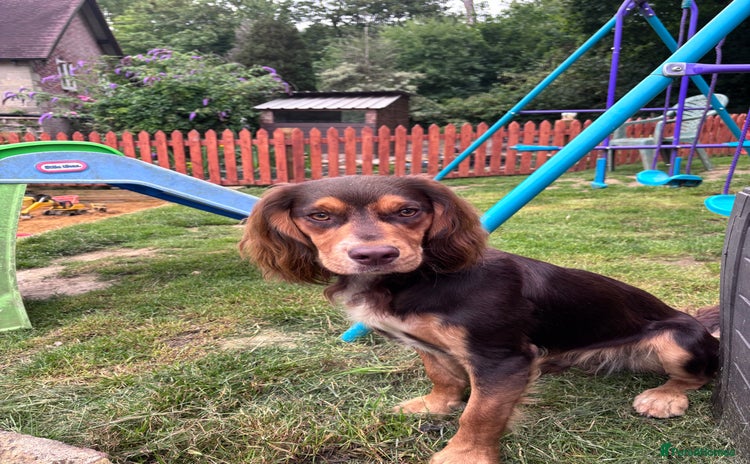 Cocker Spaniel dogs - Advert 16