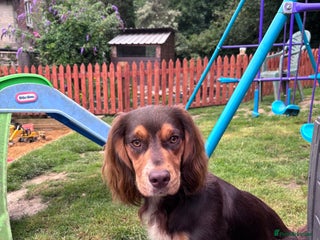 Cocker Spaniel dogs - Advert 32