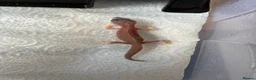 Leopard Gecko reptiles for sale: Baby leopard geckos  - Advert 9