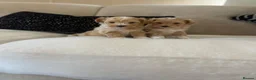 Maltipoo dogs for sale: F1 Toy Maltipoo puppies - Advert 6