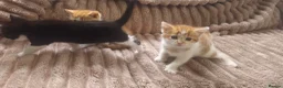 Domestic Shorthair cats for sale: Ginger females & tuxedo male - Advert 9