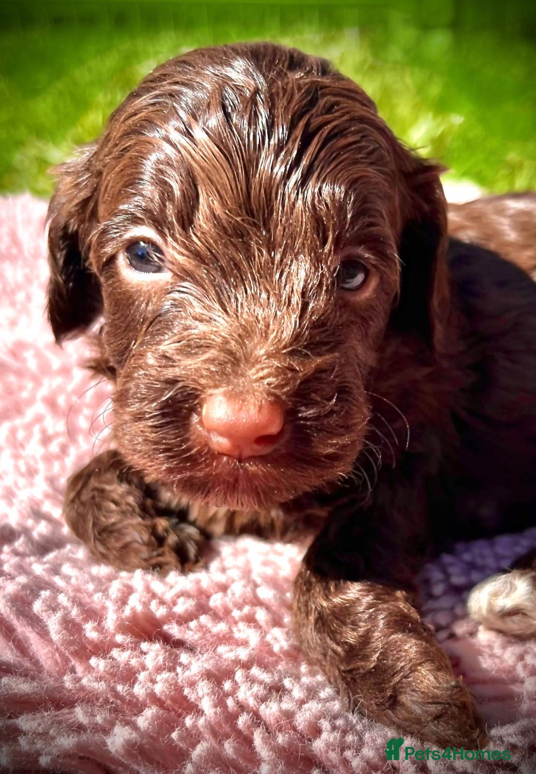 Cockapoo dogs for sale: Stunning F1 show Cockapoos  - Image 12