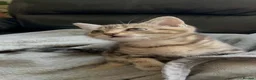 Mixed Breed cats for sale: Mixed breed kittens  - Advert 12