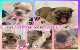 French Bulldog dogs for sale: 4 Beautiful Babies  - Image 1