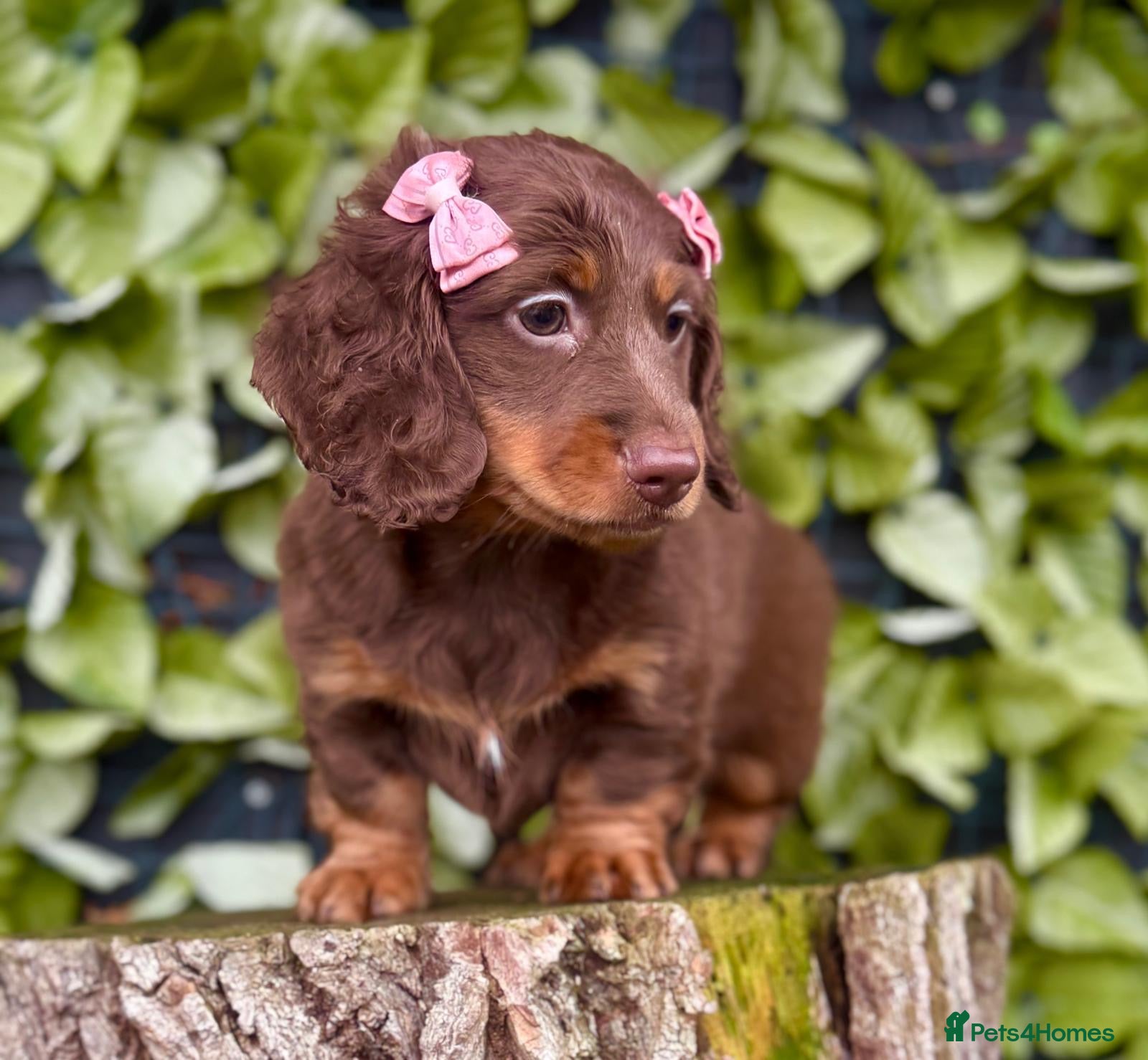 Miniature Dachshund dogs KC REG & PRA CLEAR Mini dachshund girl 1 available - Advert 1