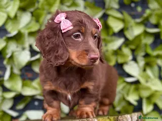 Miniature Dachshund dogs KC REG & PRA CLEAR Mini dachshund girl 1 available - Advert 1