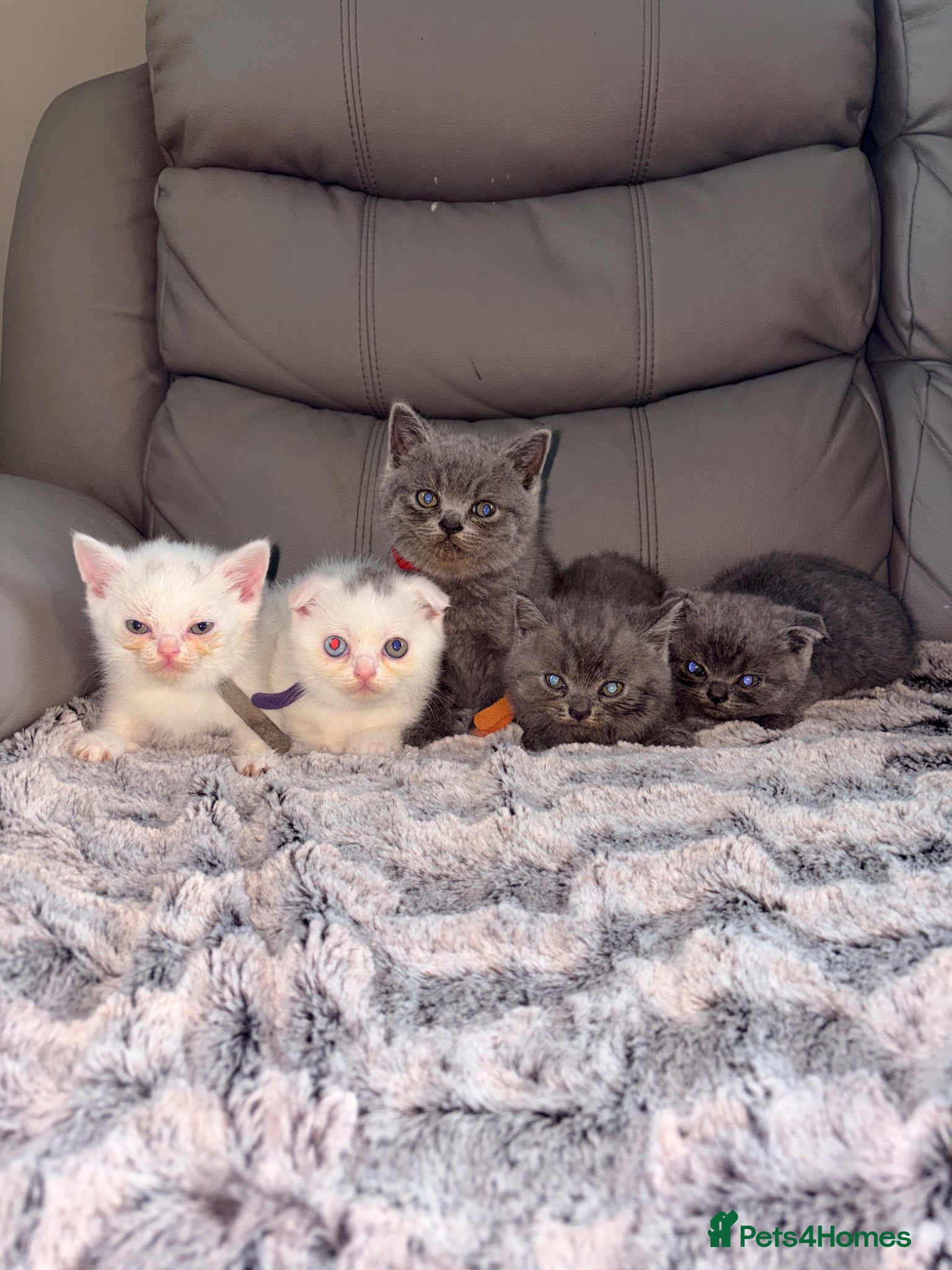 Scottish Fold cats Scottish fold kittens  - Advert 16