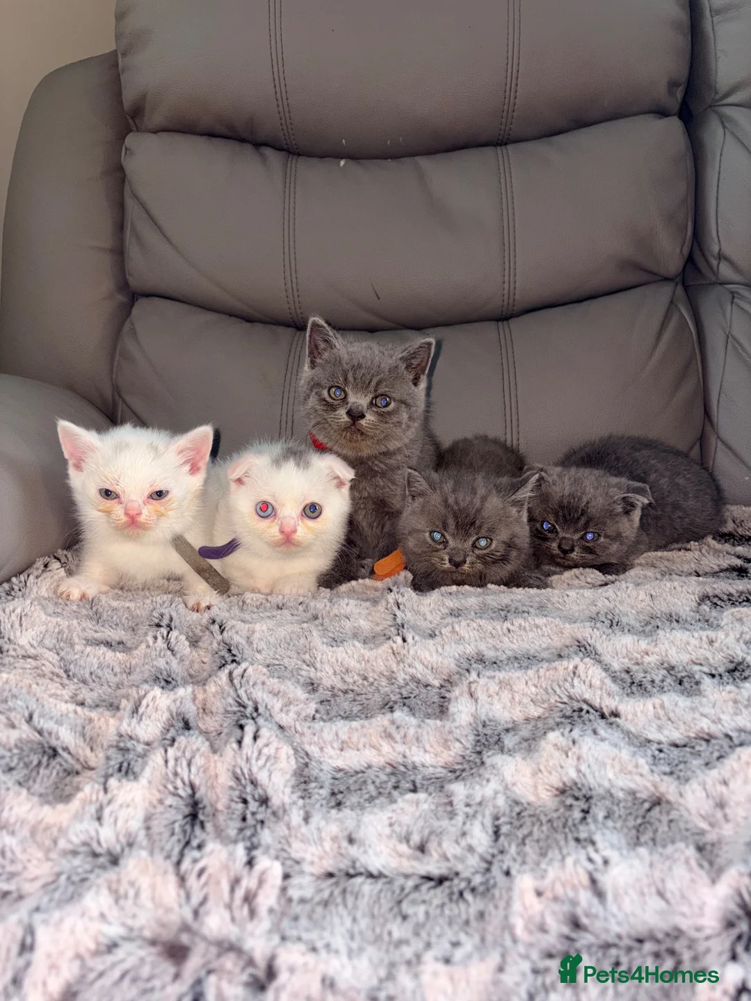 Scottish Fold cats for sale: Scottish fold kittens  - Advert 1