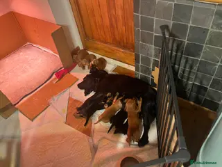 Cocker Spaniel dogs Beautiful litter of working cocker spaniel puppies - Advert 1