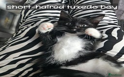 Ragdoll cats for sale: 12 half-Ragdolls (£150-£475) - Image 25
