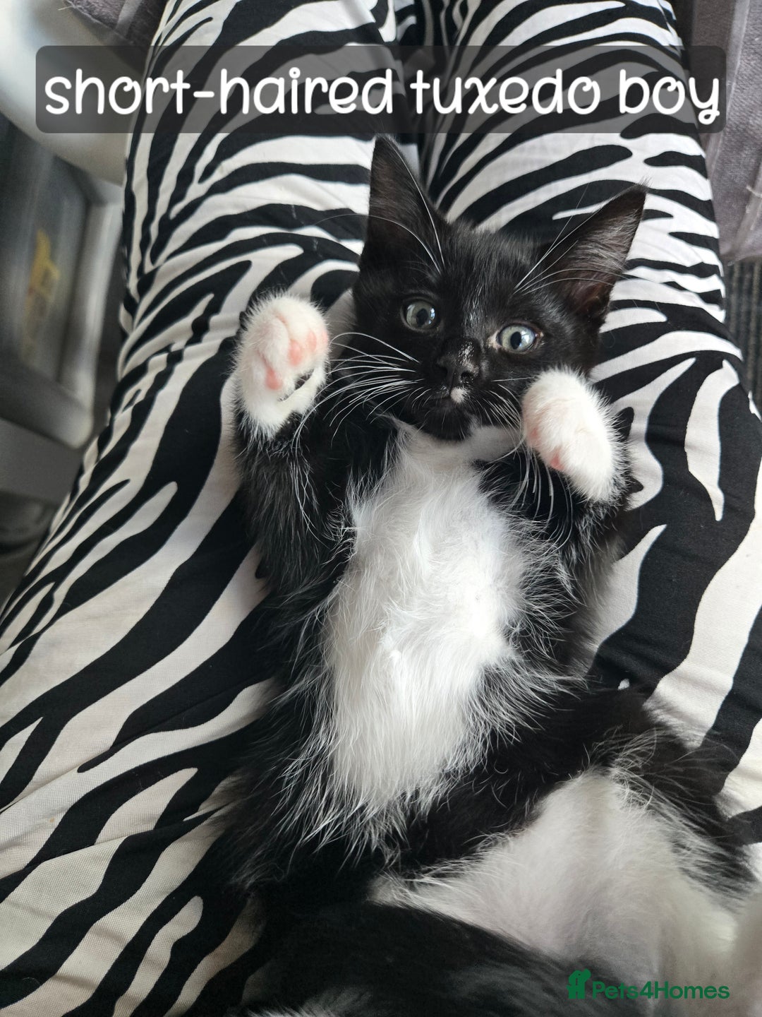 Ragdoll cats for sale: 12 half-Ragdolls (£150-£475) - Image 25