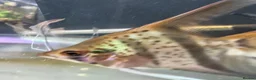 Angelfish fish for sale: Loads angelfish , breeding pairs - Advert 8