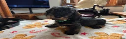 Miniature Dachshund dogs for sale: Five miniature Wire Haired Dachshund puppies - Advert 10
