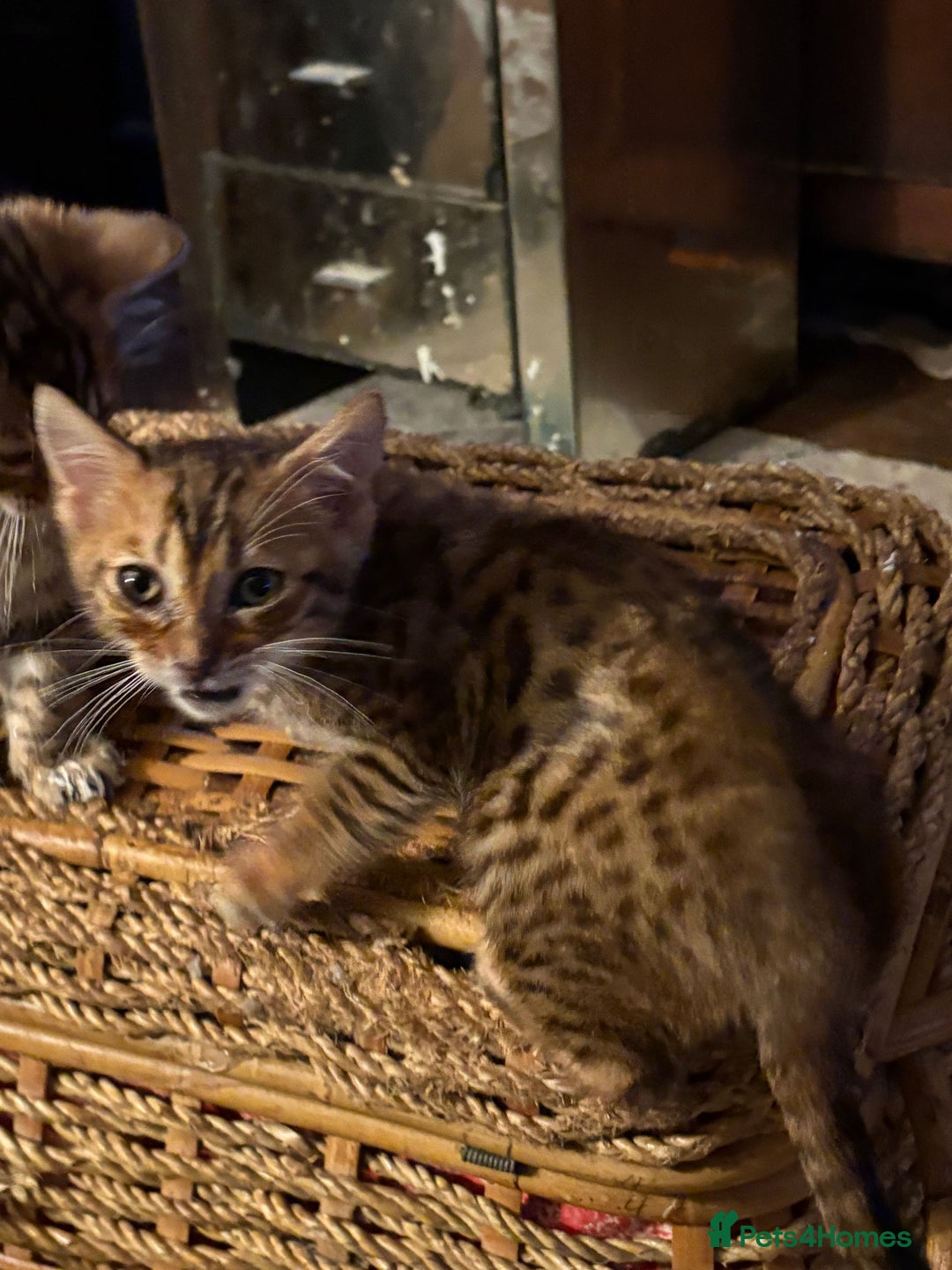 Bengal cats for sale: Pedigreed/registered Bengal kittens - Advert 13