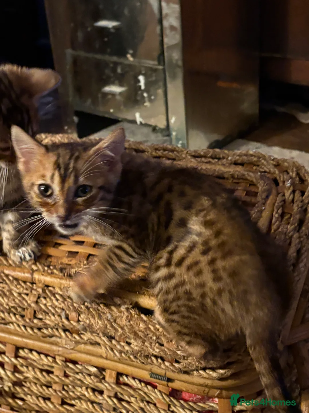Bengal cats for sale: Pedigreed/registered Bengal kittens - Advert 13