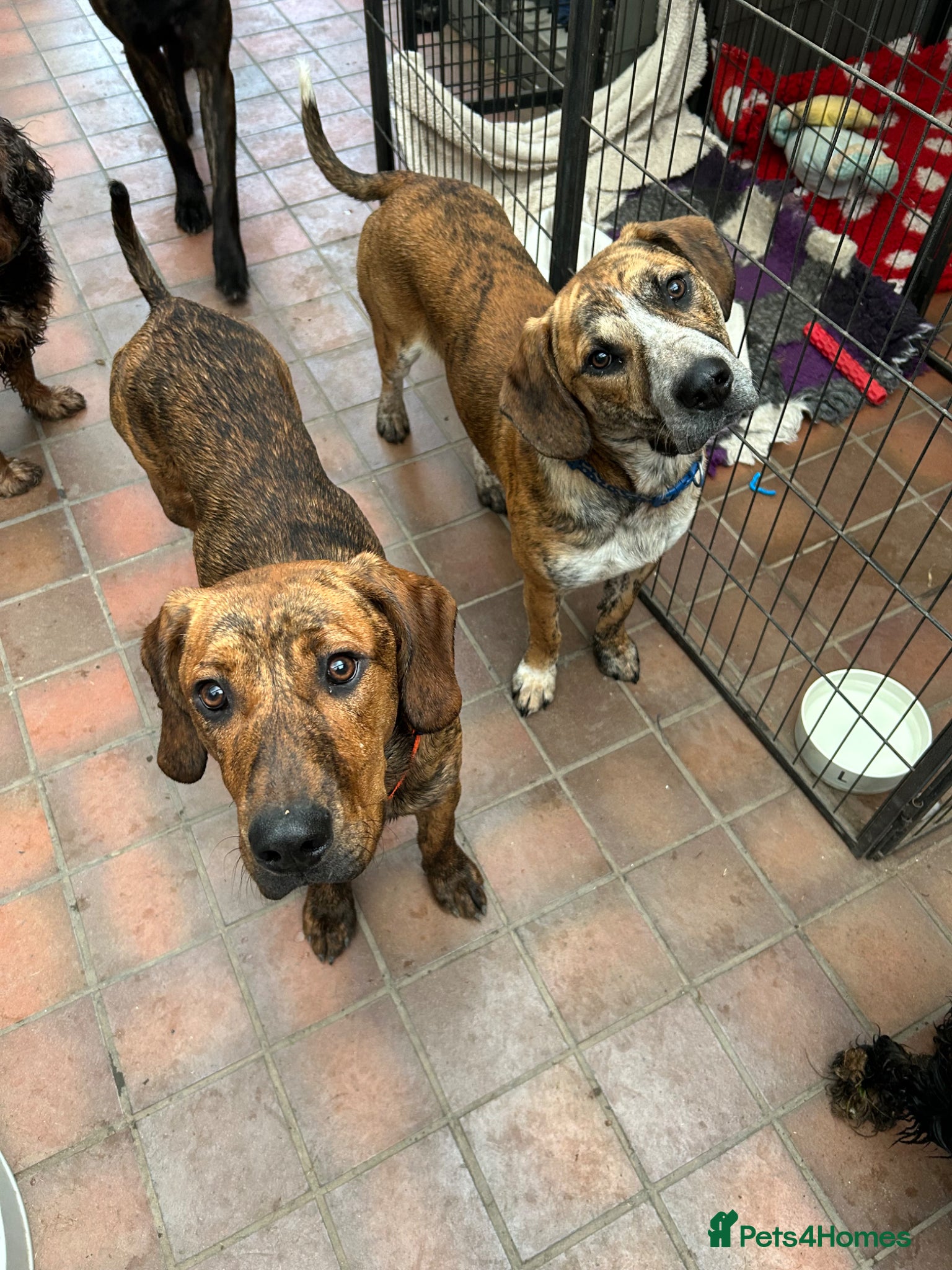 Mixed Breed dogs Forced sale due to life changes. - Advert 2