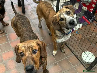 Mixed Breed dogs Forced sale due to life changes. - Advert 14