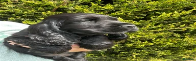 Cocker Spaniel Puppy 3