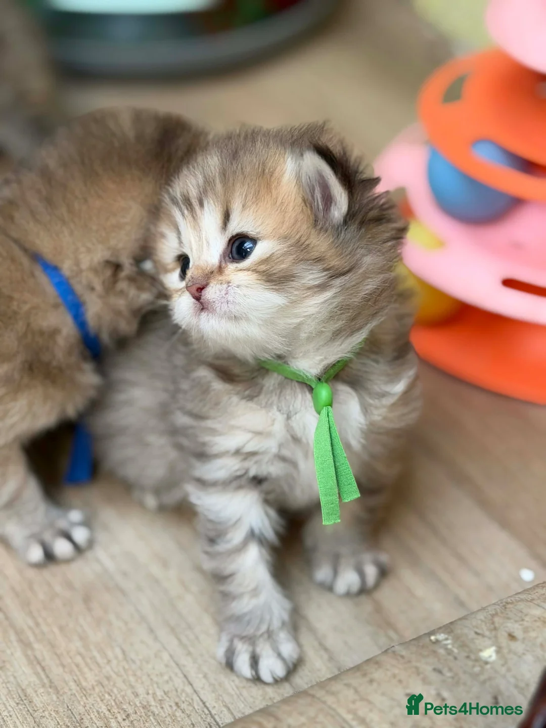 British Shorthair cats for sale: Adorable British Shorthair kittens golden  - Advert 2