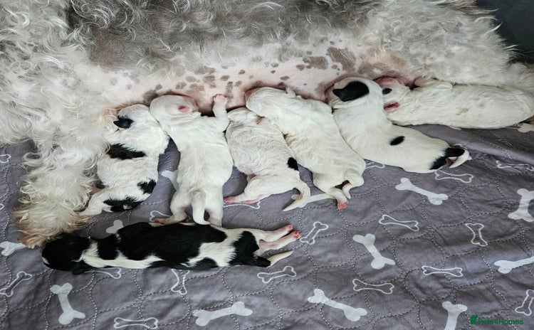 Shihpoo dogs - Advert 7