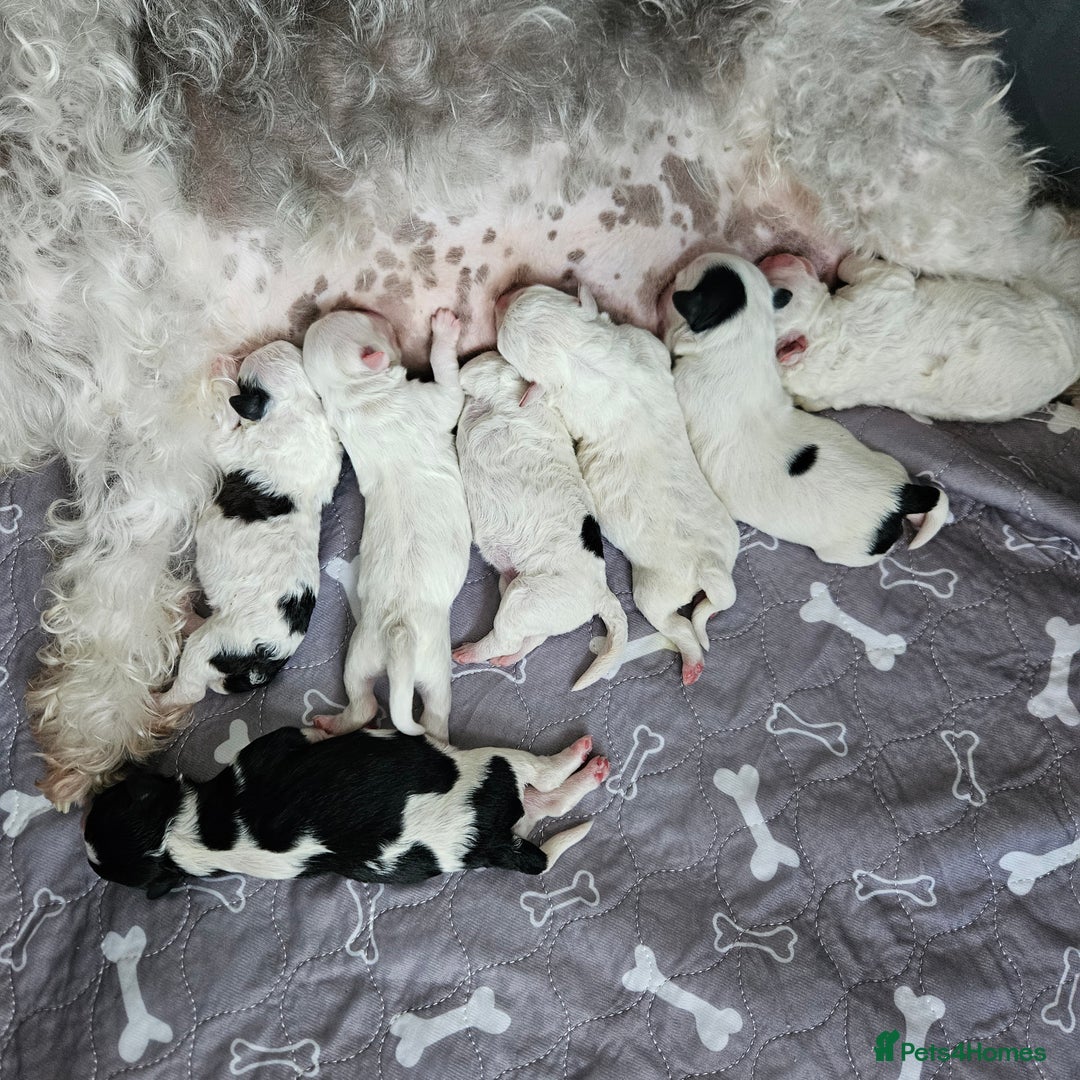 Shihpoo dogs for sale: Shihpoo puppies in Devon ... we've arrived!  - Image 3