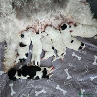 Shihpoo dogs - Advert 1