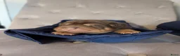 Shar Pei dogs for sale: Stunning Rare Shar Pei (Bear Coat) Pups - Advert 10
