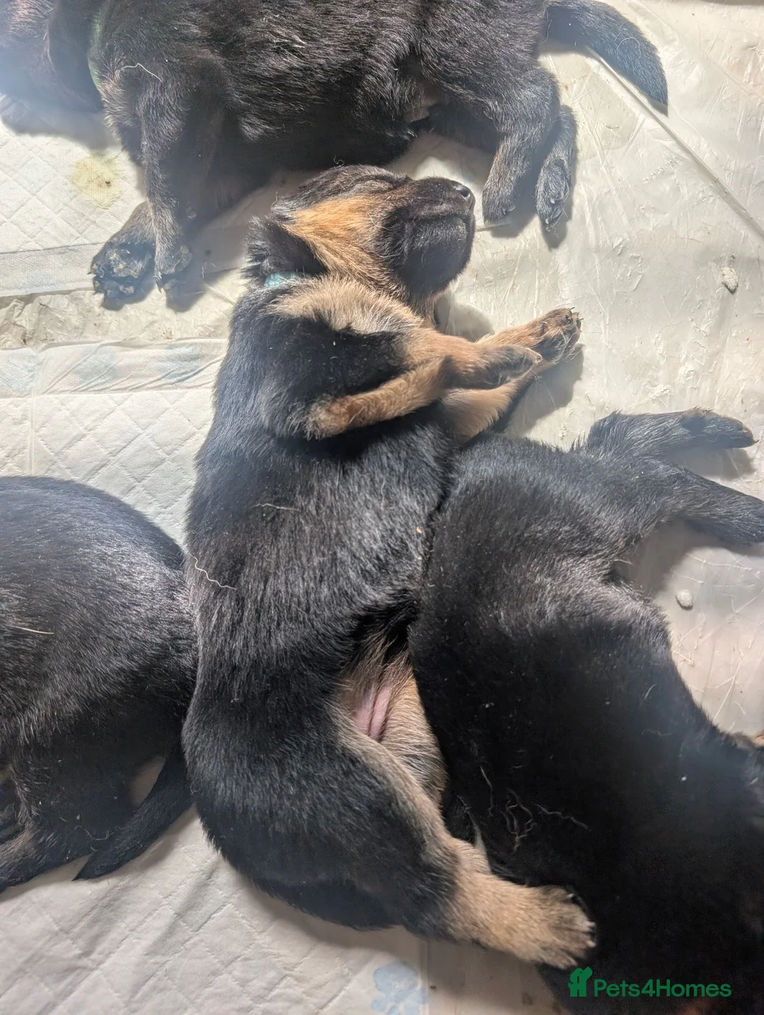 German Shepherd dogs for sale: 11 Beautiful German Shepherd Pups - Advert 25