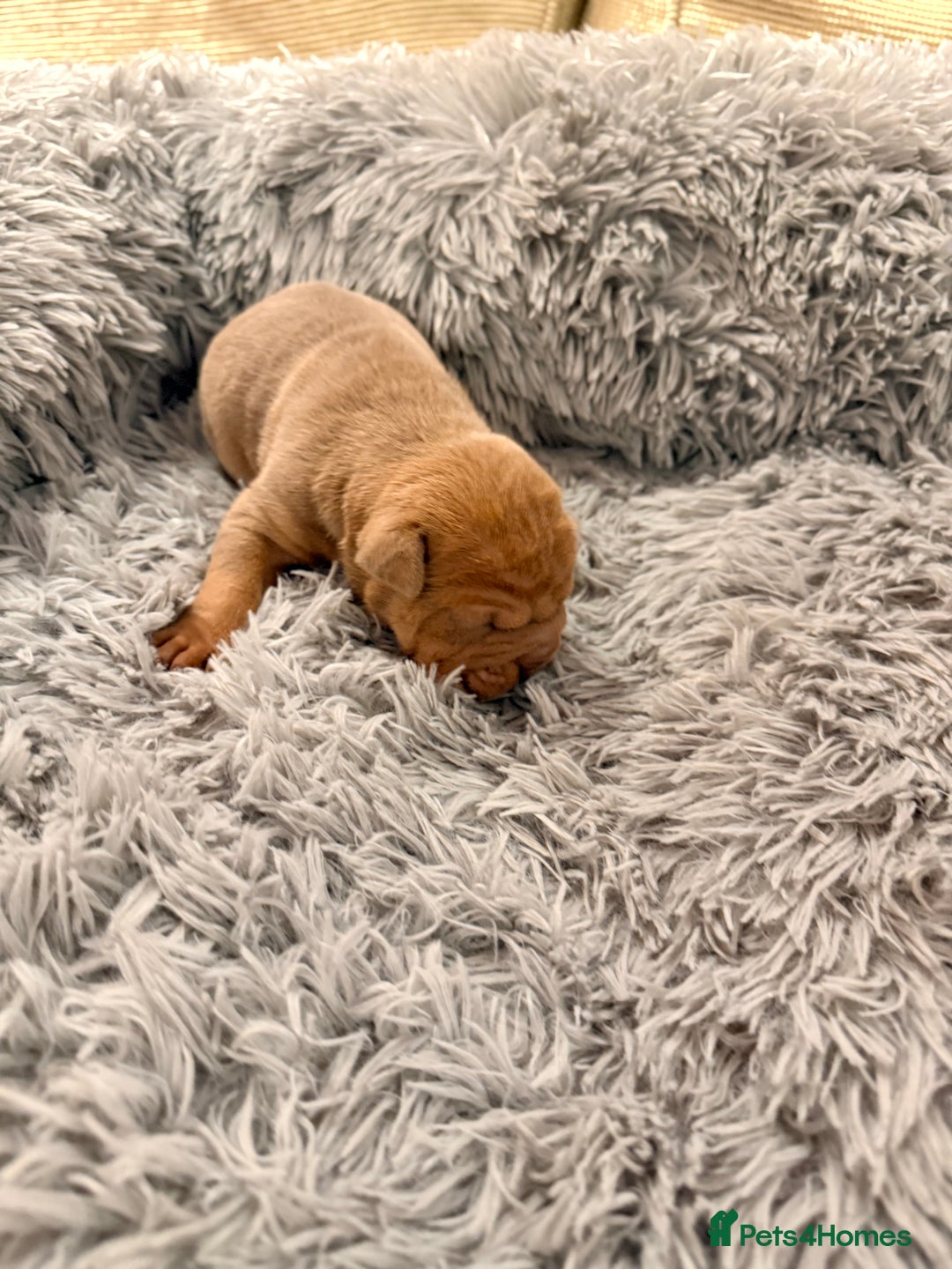 Mixed Breed dogs for sale: Gawjuss Bullpei Puppies 🐶 - Advert 24