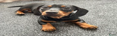 Miniature Dachshund Puppy 1