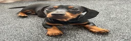 Miniature Dachshund dogs for sale: Miniature dachshund - Advert 8