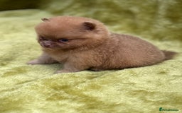 Pomeranian dogs for sale: Teddy bear poms x - Image 10