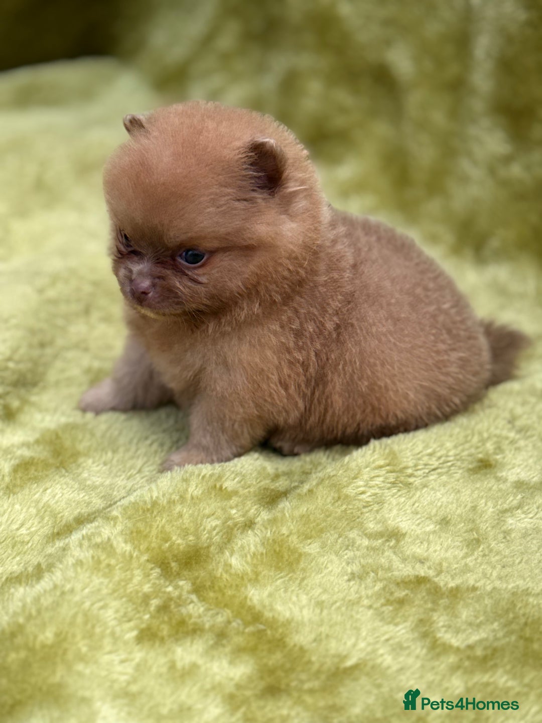 Pomeranian dogs for sale: Teddy bear poms x - Image 10