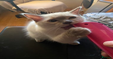 Ragdoll cats - Advert 2