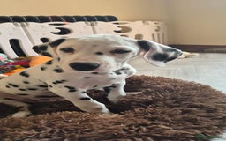 Dalmatian dogs for sale: 3 males available - Image 10
