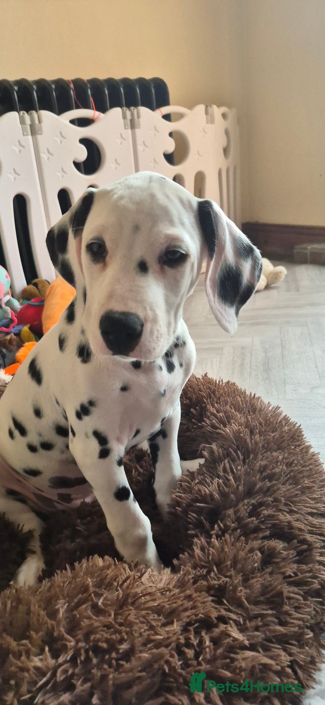 Dalmatian dogs for sale: 3 males available - Image 10