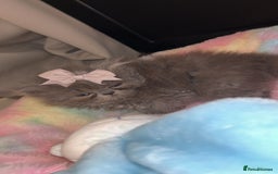 Persian cats for sale: Blue Persian  in Chesterfield - Image 17