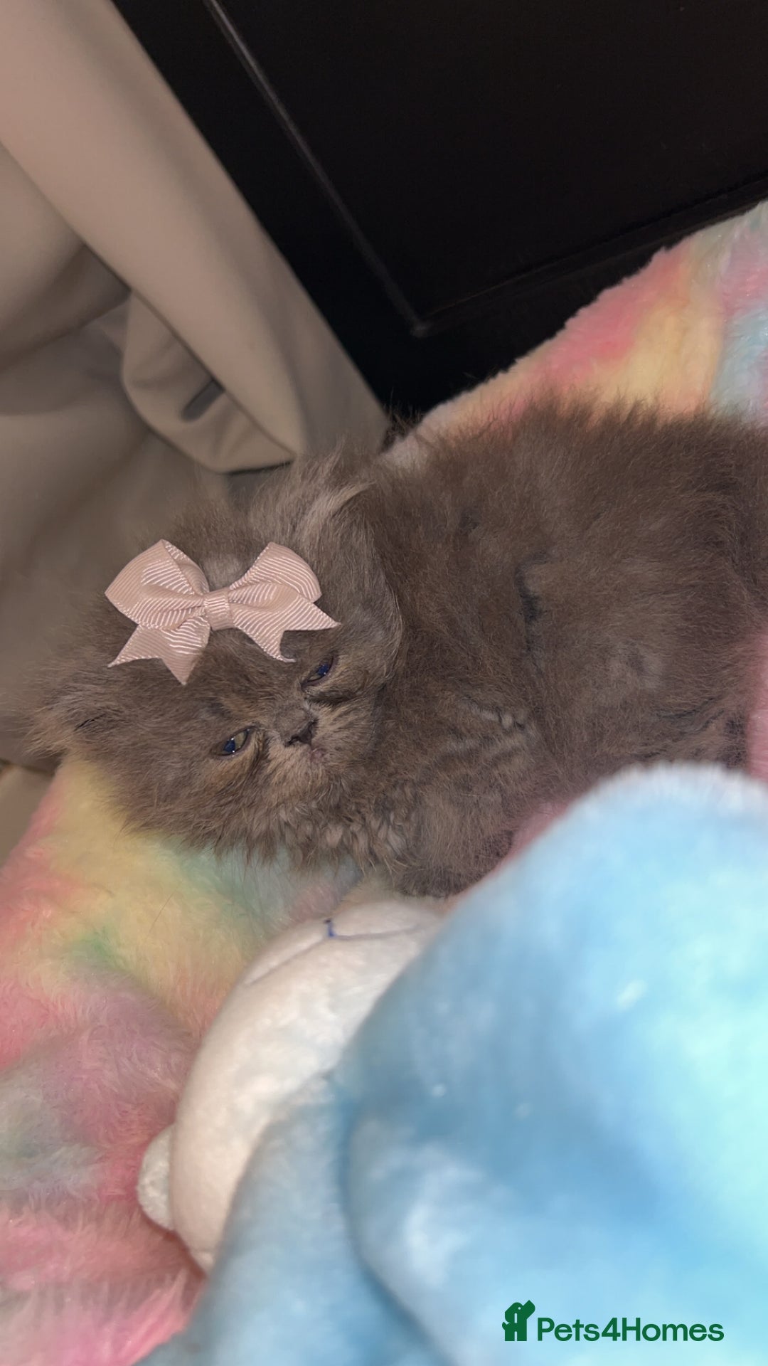 Persian cats for sale: Blue Persian  in Chesterfield - Image 17