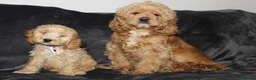 Cockapoo dogs for sale: American cockapoo from health tested parents - Advert 6