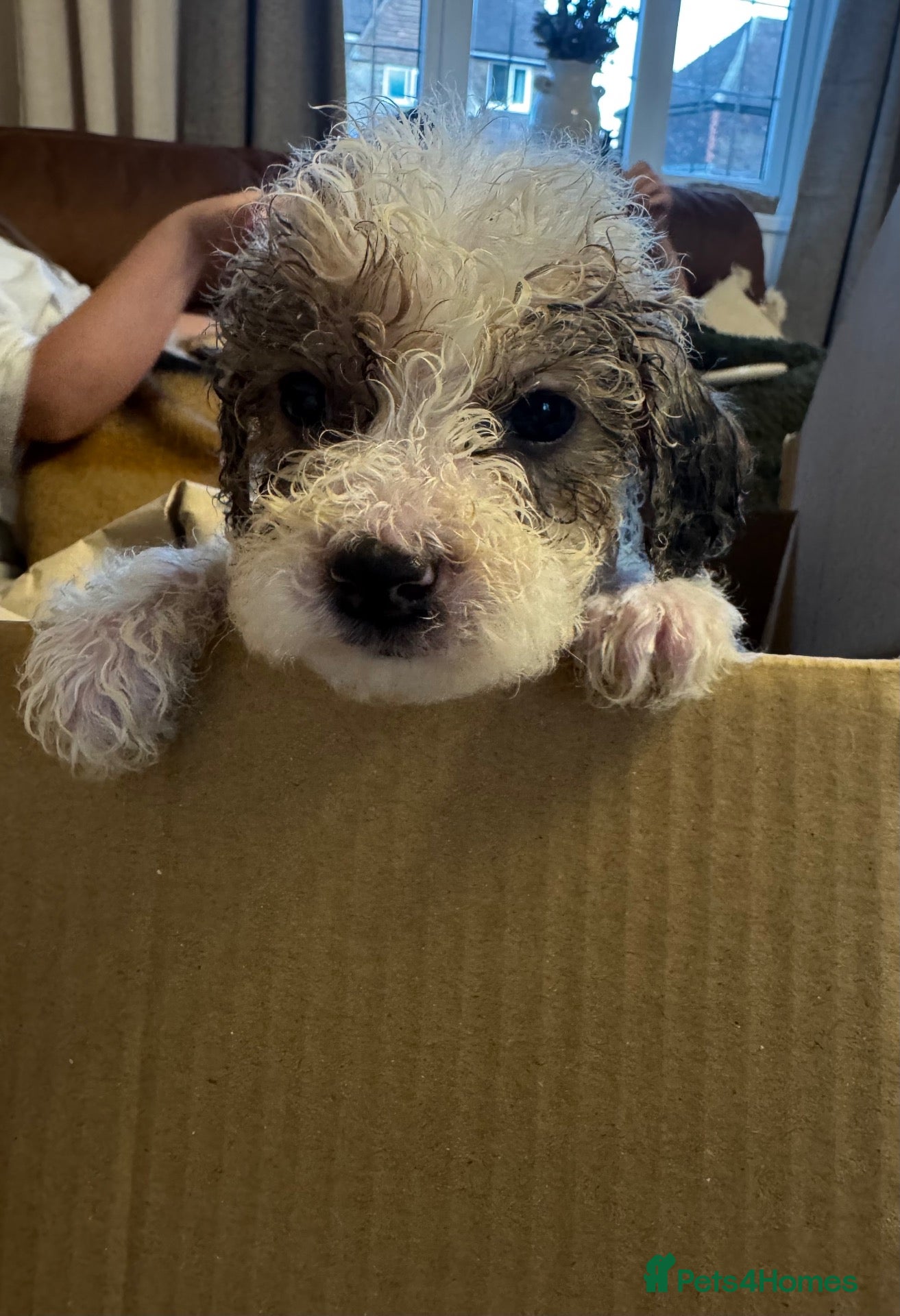 Cockapoo dogs 🐾 Beautiful F1bb Cockerpoo Puppies 🐾 - Advert 11