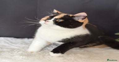 British Shorthair cats - Advert 6