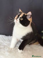 British Shorthair cats - Advert 6