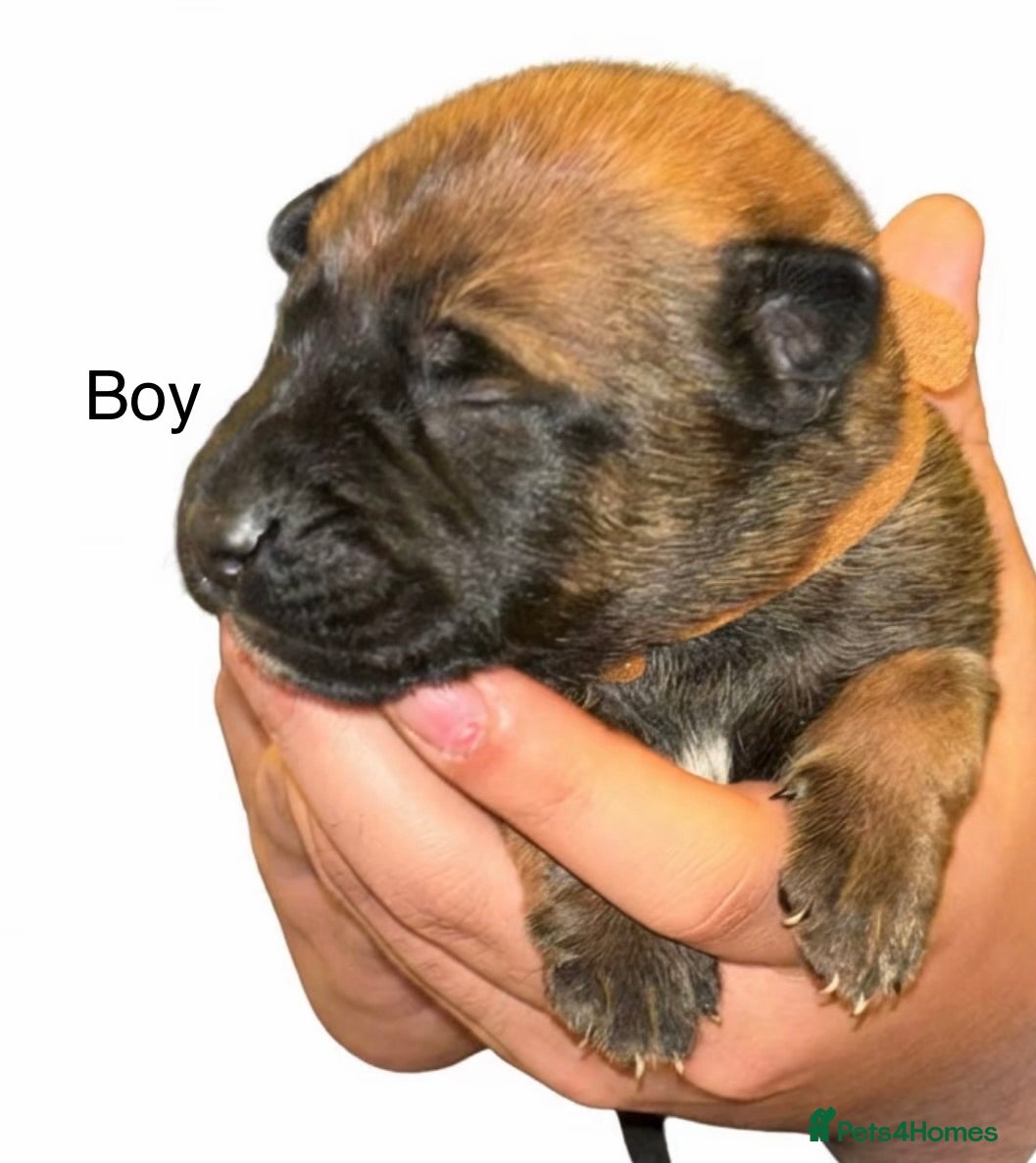 Belgian Shepherd Dog dogs Belgian shepereds puppy’s - Advert 2