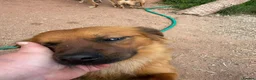 Mixed Breed dogs for adoption: Bert  in Brighton - Advert 4