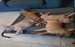 French Bulldog dogs for sale: Full vaccination only 2 available french bulldog in Hayes - Image 1