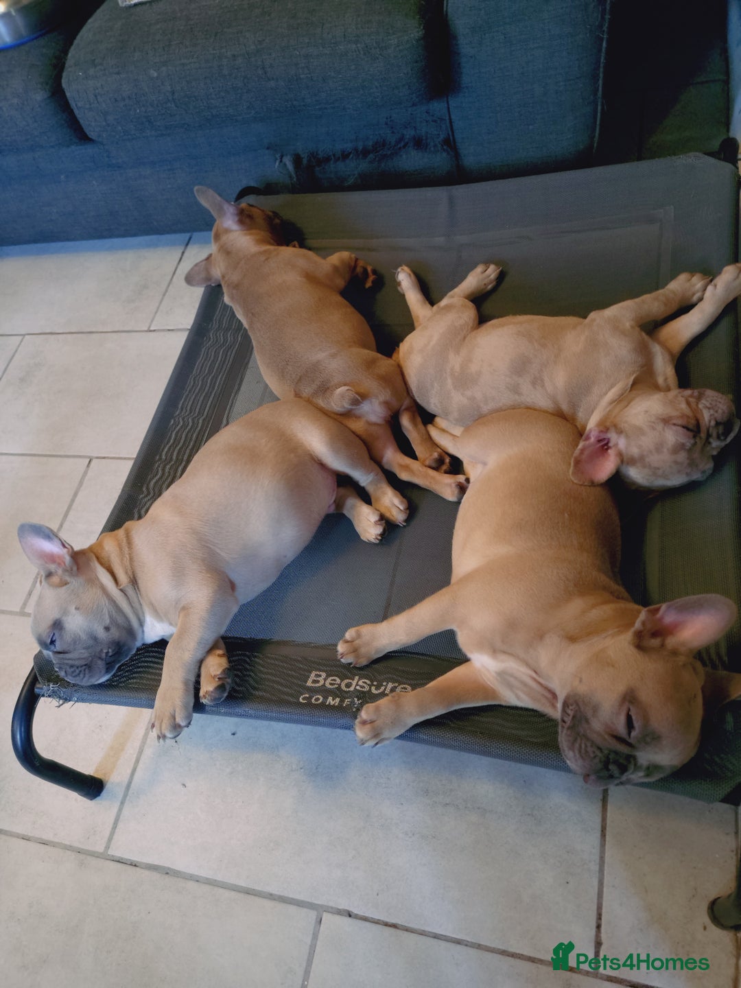 French Bulldog dogs for sale: Full vaccination only 2 available french bulldog in Hayes - Image 1